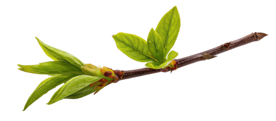 A spring branch with new, vibrant leaves.  Young shoots emerge from a dark brown twig