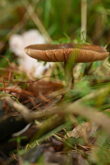 Mushroom Texture Macro – Forest Depths
