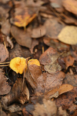 Autumn Colors Close-Up – Forest Floor Perspective