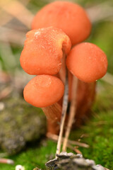 Soil, Fungi & Leaves &ndash; Macro Nature Background