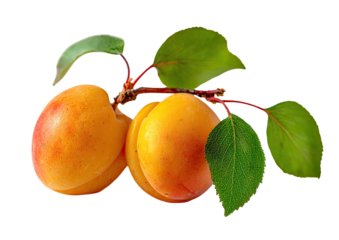 Two apricots on a branch with leaves, close-up
