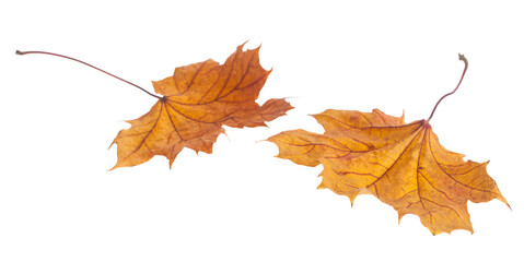 Yellow autumn maple leaves isolated on white background.