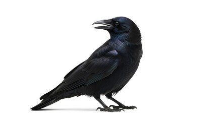 Obraz premium Black Crow Bird Standing on Clean White Background