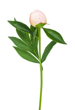 Peony flower isolated on white background.