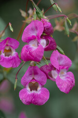 A closeup of pink Himalayan balsam flowers