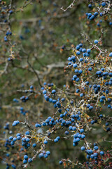 Fruits of the blackthorn bush Prunus spinosa