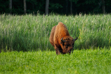 Żubr wielki byk dzikie zwierzę chronione żyje w Puszczy Białowieskiej