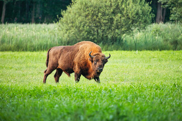 Żubr wielki byk dzikie zwierzę chronione żyje w Puszczy Białowieskiej