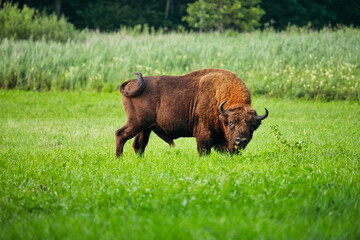 Żubr wielki byk dzikie zwierzę chronione żyje w Puszczy Białowieskiej