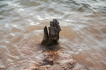 Stump emerging from water at lakeside nature photography calm environment close-up perspective