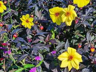 Beautiful MYSTIC ILLUSION dahlia with very dark filigree foliage on a bright fall day close-up