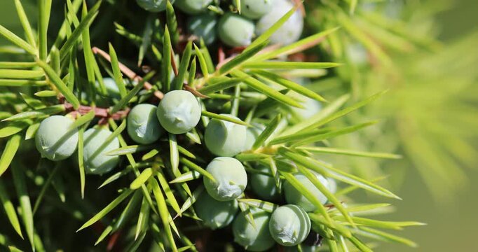 Juniper with berries - Medicinal plant and evergreen tree -Juniperus communis