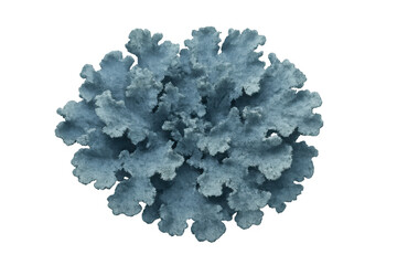 Dusty miller plant with distinctive silvery-gray foliage on a transparent background, senecio cineraria