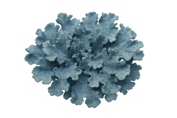 Dusty miller plant with distinctive silvery-gray foliage on a transparent background, senecio cineraria