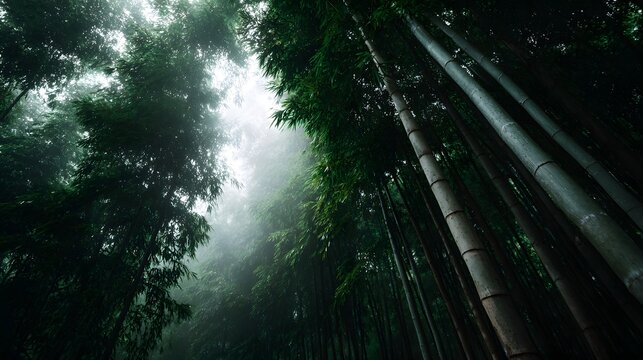 Dense misty bamboo forest looking upwards through tall green stalks and lush foliage