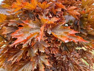 Close-up of Acer platanoides ‘Crimson King’ leaves in autumn. The deep red and bronze tones of the maple foliage create a striking texture and natural gradient under soft light.