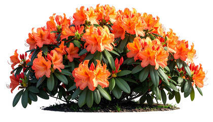 A vibrant bush of orange flowers with dark green leaves, isolated on black