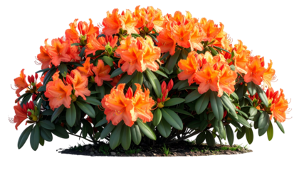 A vibrant bush of orange flowers with dark green leaves, isolated on black