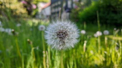 Dandelions on a background of green plants sunny day