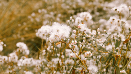 Beautiful autumn flowers, dried flowers, dandelions
