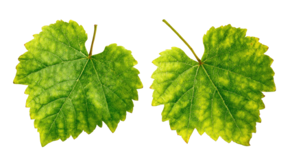 Two grape leaves, vibrant green with yellow highlights,  are displayed against a black background.  The leaves exhibit a distinct veined pattern and serrated edges