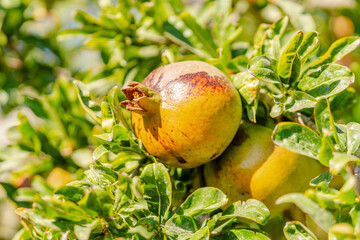 Kos Travel Summer Holidays Sunset Sunrise 