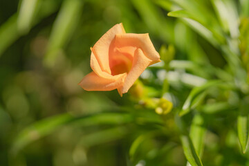 Kos Travel Summer Holidays Sunset Sunrise 