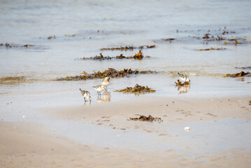 Sanderlings Foraging on Sandy Beach with Seaweed in Northern Zealand, Denmark