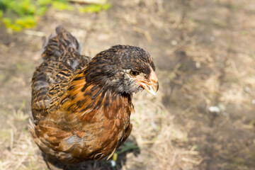 Chickens in the barnyard.