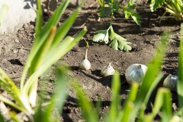 Onions grow in the garden.