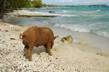 Schwein am Strand von Rangiroa in der Südsee