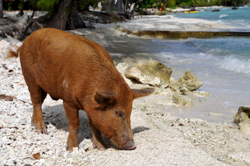 Schwein am Strand von Rangiroa in der Südsee