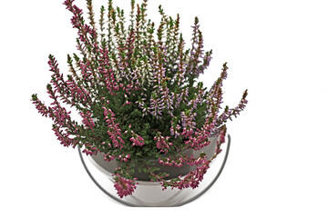 Pot de bruyère gracillis