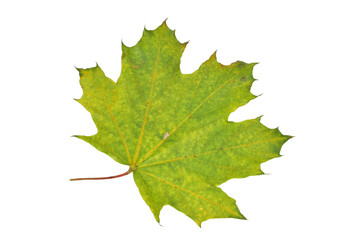 Autumn. Dry green maple leaf on a PNG background.