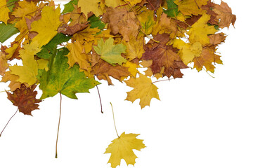 Autumn. A pile of yellow maple leaves on a PNG background.