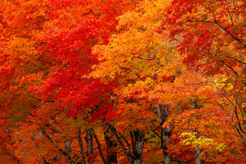Vibrant, lush red and orange maple leaves on trees in autumn
