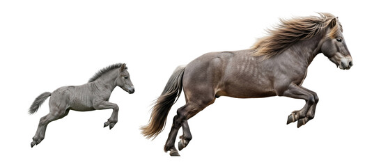 Fototapeta premium Adult and foal Icelandic horses jumping together in a dynamic display of strength and agility
