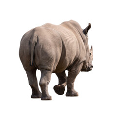 Obraz premium rhino isolated on transparent background