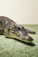 Fototapeta premium Crocodile Lying on Green Carpet in White Studio with Textured Skin and Diamonds
