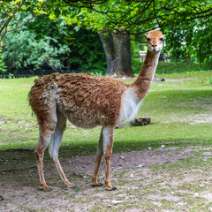 Fototapeta premium Vicunas, Vicugna Vicugna, relatives of the llama in a German park