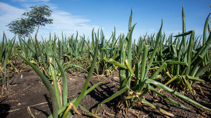 Obraz premium Spring onion (Allium fistulosum) plantation is also known as Welsh onion or Japanese bunching onion