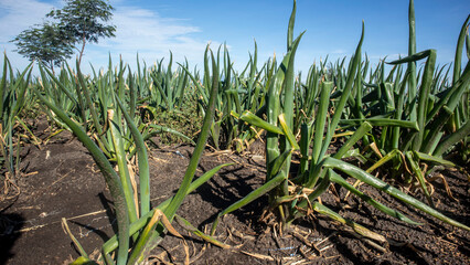 Spring onion (Allium fistulosum) plantation is also known as Welsh onion or Japanese bunching onion