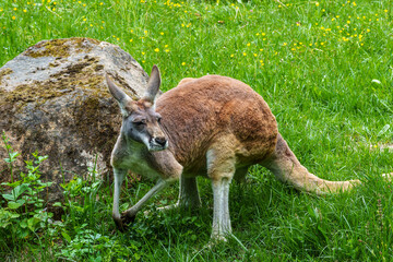 The red kangaroo, Macropus rufus is the largest of all kangaroos and the largest extant marsupial. © rudiernst