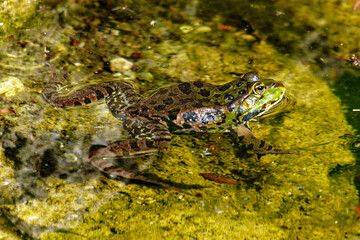 Common frog, Rana temporaria, single reptile croaking in water, also known as the European grass frog