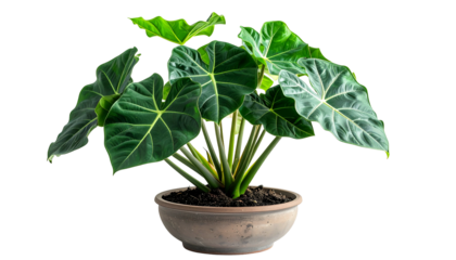 Lush, vibrant elephant ear plant in a round pot, isolated on a black background