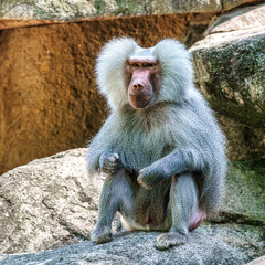 The hamadryas baboon, Papio hamadryas is a species of baboon