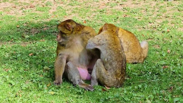 Cute macacas family in the zoo