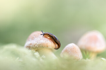 Makroaufnahme einer kleinen braunen Nacktschnecke auf einem hellen Pilz zwischen Moos und weiteren...