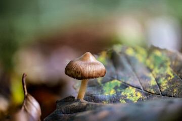 Makroaufnahme eines kleinen braunen Pilzes auf herbstlichem Waldboden zwischen buntem, verwittertem Laub