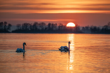 Zwei Schw&auml;ne schwimmen auf einem See bei Sonnenuntergang vor einer Bauminsel mit orangefarbenem Himmel und Spiegelung im Wasser